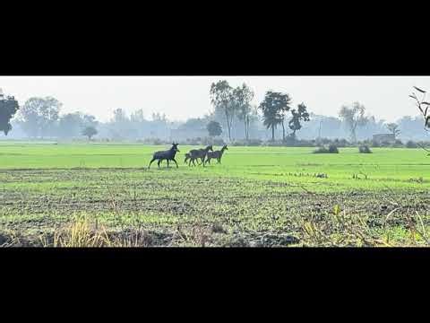 Neelgai - India's Blue Bull | #nilgai #bluebull #indianwildlife #neelgai
