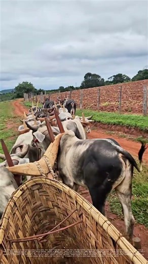 Oxen Hauling Cargo: How Ancient Farming Tech Still Shapes Rural Life