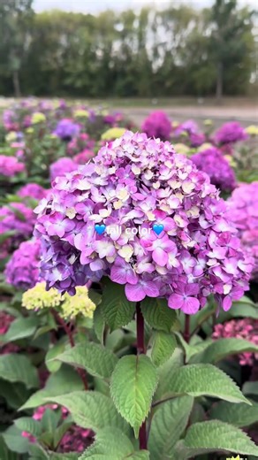 Hydrangeas in the Fall