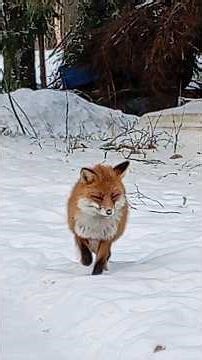 Fox playing in the snow. #feedingfoxes #wildfox #wildlifegarden