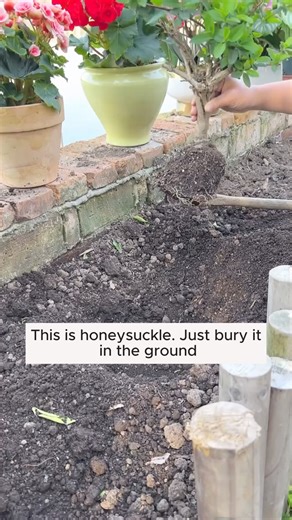 2M views · 23K reactions | honeysuckle #gardening #garden #gardeningtips #gardenlife #gardeninspiration #gardenideas #gardenlove #gardendesign #gardenersofinstagram #gardenersworld #garden_styles #gardenphotography #gardenlovers #gardenerslife #gardenart #gardenbeauty #gardensofinstagram #gardenplants #gardenviews #gardenersparadise #gardenista #gardeningcommunity #gardenloversclub #gardenaddict #gardeners #gardenerslife | Pro Gardening | Facebook