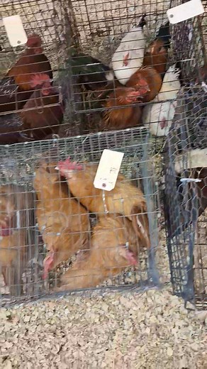 Okmulgee Poultry Auction on Reels