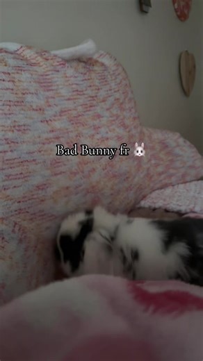 Understanding Bunny Behavior: Why Do They Dig?