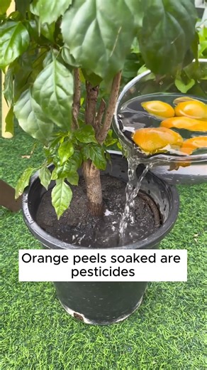 4 unique types of water for plants #backyardgardening #gardeninglife #vegetablegardening #vegetablegarden #gardeningtips #gardeninglove #organicgardening #gardensofinstagram #gardenideas #urbangardening #gardeningistherapy #gardeninggoals #homegardening #gardeninspiration #lovegardening #gardeningisfun #countrygarden #veggiegarden #happygardening | Home Gardening