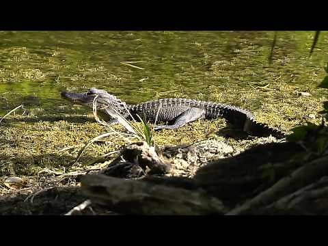 Curious Kids - History of Southwest Florida