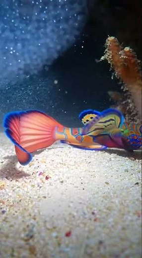 Lightning Pipefish Ambush!