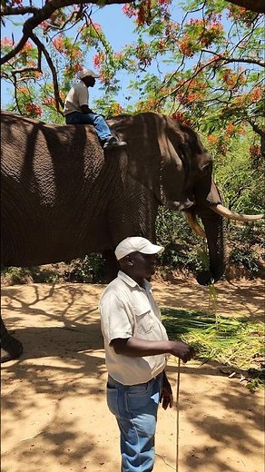How Big is an Elephant up close?