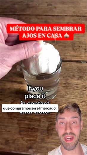 Cómo sembrar ajos en casa fácilmente ! Cultivo completo ! #plantas #ajo #huerto #naturaleza #jardin | Planeta Jardin