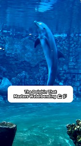The Dolphin That Masters Waterbending  #WaterbendingDolphin #IncredibleAnimals #WildlifeWonders #OceanCreatures #AmazingDolphins | Animal Quest | Facebook