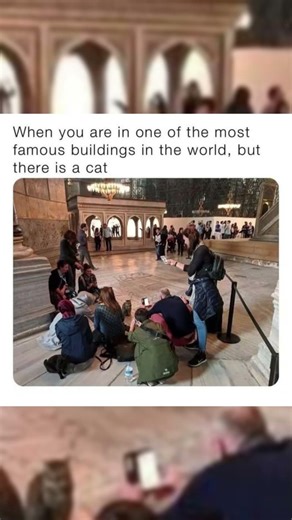 There's a cat #shorts