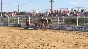 2.7K views · 128 reactions | Check out our Equine Zamboni -- Getting ready for a great rodeo night!!! Thanks to the Brown Family for their gorgeous Belgians working our arena each Saturday Night. | Cowtown Rodeo | Facebook