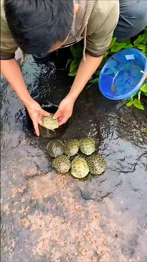 So Many Tiny Turtles Discovered in Village Life | Rare Nature Moment 🐢😍 #turtle #nature #shortvideo