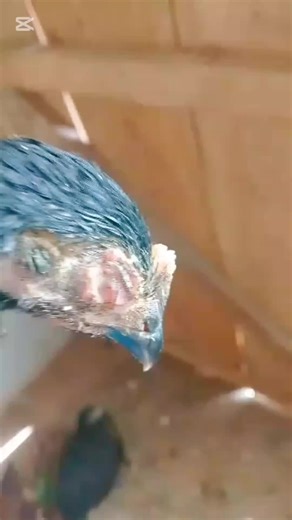 🐔 Qu’est-ce que le coryza ? Le coryza infectieux est une maladie respiratoire bactérienne qui touche surtout les poules, coqs, pintades. Elle se propage vite dans un élevage, surtout en saison froide ou humide. ❗ Causes principales La maladie est causée par une bactérie appelée Avibacterium paragallinarum. Les facteurs qui favorisent l’apparition : ❄️ Froid, humidité, courants d’air 🧼 Mauvaise hygiène du poulailler 🐓 Surpopulation 🚚 Introduction de nouveaux sujets malades 😷 Stress (transpor