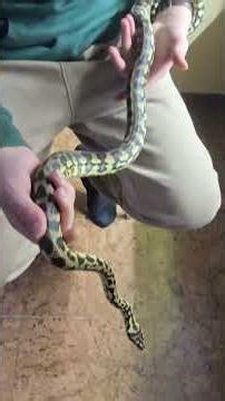 quelques détails sur ma morelia spilota harrisoni #reptiles #snake