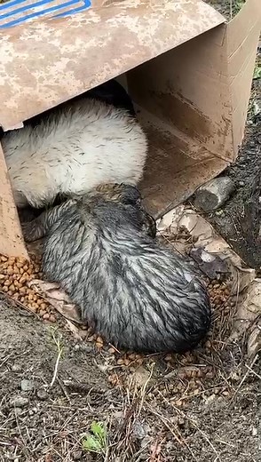 1.2K views · 2K reactions |  Welcome to our heartbreaking reality...