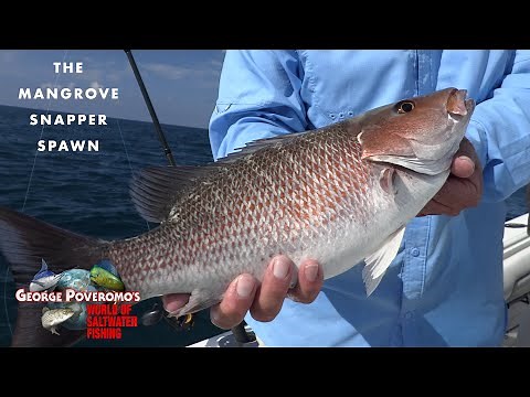 MANGROVE SNAPPER SPAWN, FLORIDA KEYS - 2022 SEASON - Episode 5; - 4K