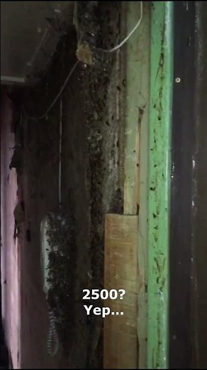 Severe german cockroaches infestation in an apartment: swarm of german roaches on walls and ceiling