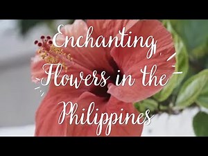 "Enchanting Flowers of the Philippines: Top 20 Native Flowers You Must See!"