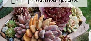DIY a Low-Maintenance Succulent Garden | DoItYourself.com