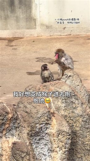 你们能不能理一下punch啊😭我好想变猴子下去抱抱 早上起来的panchi心情特别好，拉着玩偶出来晒太阳，后欢快的蹦蹦跳跳玩会树枝就去找大🐒玩，还有点心眼的若无其事的接近，结果没有离他的[哭惹R] 好像变成猴子下去和他玩啊。punch天天挂饲养员身上也不捡吃的卻胖乎乎的肯定和蓝衣服那个人脱不了干系[暗中观察R]孩子能主动找别人玩就已经是很进步啦。 小孩心情都写在脸上的 希望多点猴子和他玩