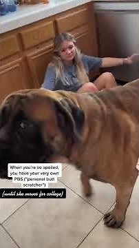 Bowser Is ADDICTED To Butt Scratches!! - GIANT Puppy Dog #dog #dogs #cutedog #funnydogs #shorts