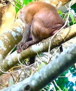 43K views · 1.5K reactions | Falling Very High, You Will Be Heart Broken When You See The Baby Monkey Falling From A High Tree_2. | Monkey Smile | Facebook