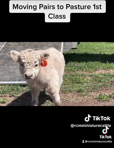 RCMMiniatureCattleCompany.com #miniaturecow #minicow #fluffycow #fluffycows #highlandcow #miniaturecows
