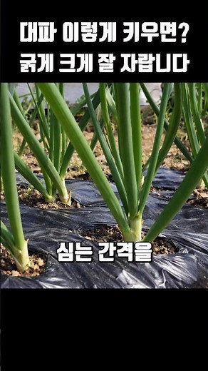 February crops: Spring green onion planting season #gardencrops
