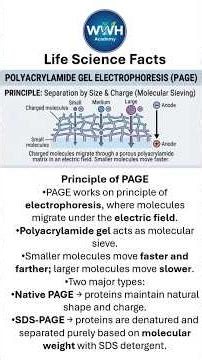 PAGE: Polyacrylamide Gel Electrophoresis Explained in 2 Minutes #neet #csirnet #ytshorts #shorts