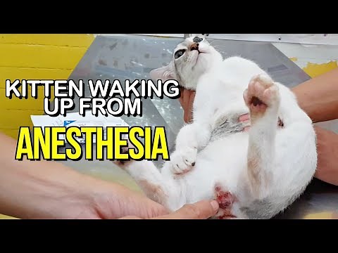 Cat Neutering SURGERY, Aftercare & Recovery 6 MONTHS OLD 😍