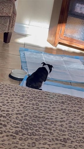 Boston Terrier puppies for adoption in Sheffield UK | Boston Terrier puppies for rehoming uk | Facebook