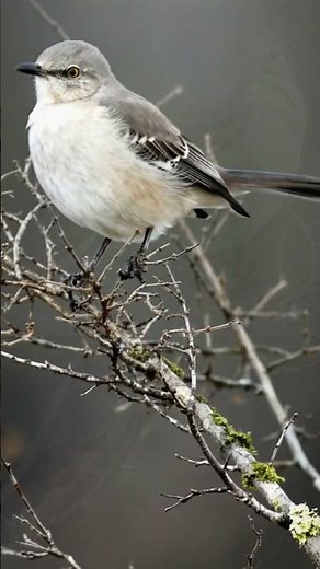 Northern Mockingbird Sounds in 4K | Unbelievable Mimicry Show | Relaxing Birdsong Short #birdsound