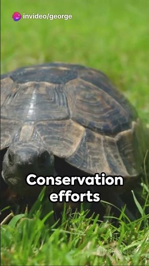 Gopher Tortoise: The Georgia Gem #science #biology #tortoise #georgia #florida #turtle #reptiles