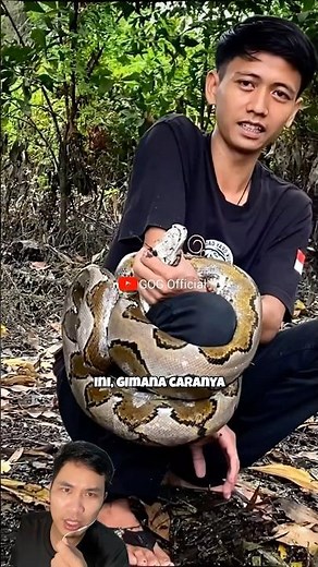 Attacked by a python, unable to move arms and legs #snake #animal