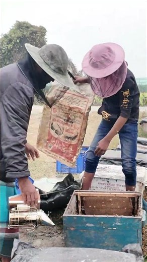 Sweet Gold Harvest – Raw Honey Collection Process