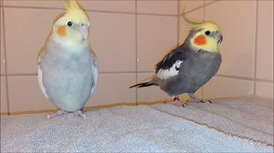 5.5K views · 304 reactions | 2.5 minutes of beak grinding!! | Maya & Meeka | Facebook