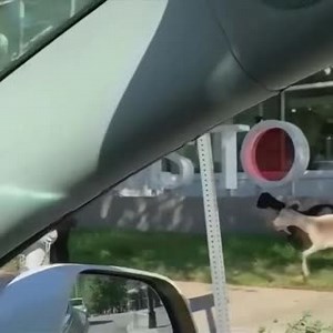 31K views · 174 reactions | A herd of goats has munched their way through the streets of Atlanta. The goats had been brought in to clear weeds at a nearby grocery store but escaped through electric fencing. While snacking on shrubbery, the herd drew a crowd of spectators. #9News | Nightly at 6pm | 9 News | Facebook