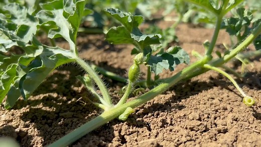 17K views · 114 reactions | Hear from Morgan Echeverry Solarte, watermelon breeder for BASF, on what goes in to breeding the perfect watermelon for your growing needs. Want to learn more about our watermelon varieties? Reach out to one of our watermelon team members: https://bit.ly/3blctcr | Nunhems | Facebook