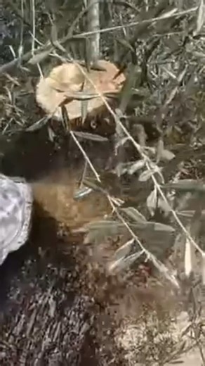 Recuperando un olivo centenario en Andalucía
