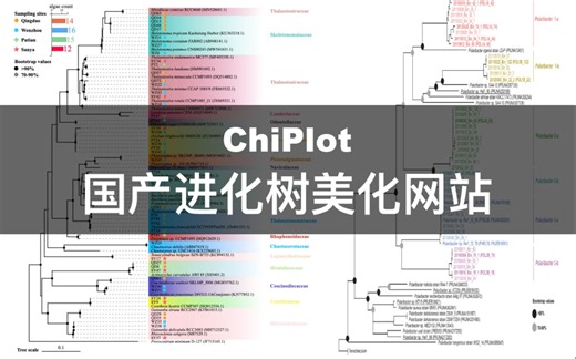 【ChiPlot】国产进化树美化/可视化网站