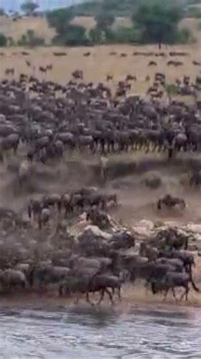 The Great Migration of Wild Beasts #travel #thegreatmigration #kenya #serengeti #africaadventure