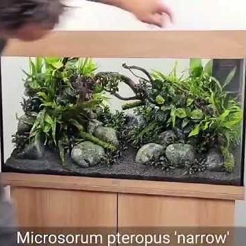 Juwel Rio 125 Aquascaping Sample