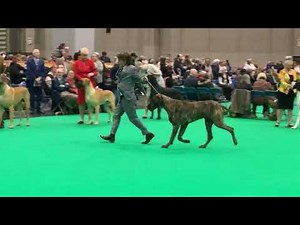 CRUFTS Great Dane Dog CC 2023