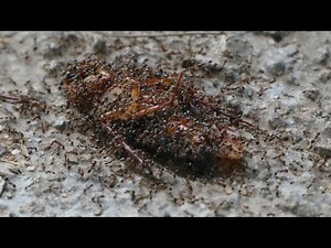 Mass Killing of Cockroaches by Fire Ants - A Battle in the Wild