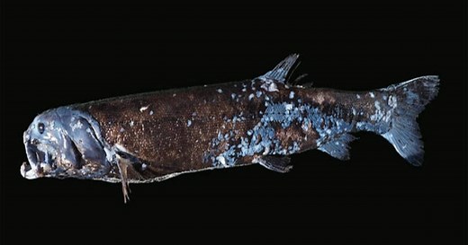 Scientists discover new giant fish species off Japan's coast