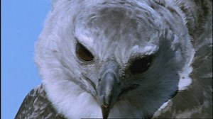 Geography KS2 & KS3: Expedition to Guyana - endangered animals in the rainforest