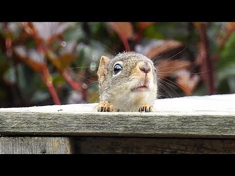 Angry squirrel, call