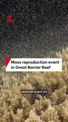 The annual mass spawning event has occurred on the Great Barrier Reef, the biggest reproduction event in the world. #greatbarrierreef #reef #coral #coralspawning #queensland | 7NEWS Australia