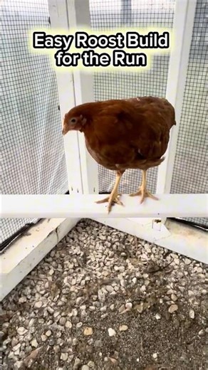 Easy DIY chicken roost