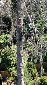 Always blame the youngest guy #treework #treeservice #arboristlife #bluecollar #guiltyoftreeson | Guilty of Treeson